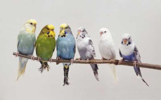 Mix variety of Stunning Budgies