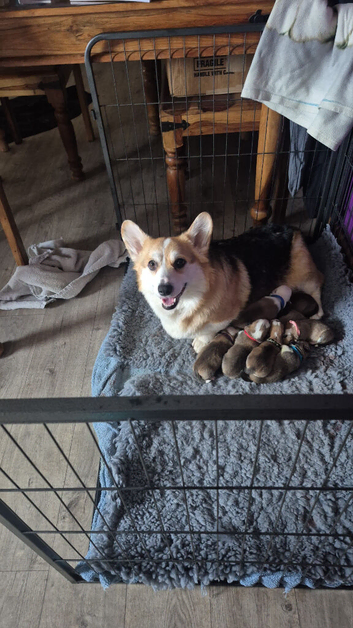 Pembrokeshire Welsh Corgi puppies