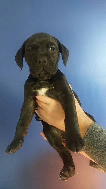 Beautiful English Bulldog X Cane Corso puppies