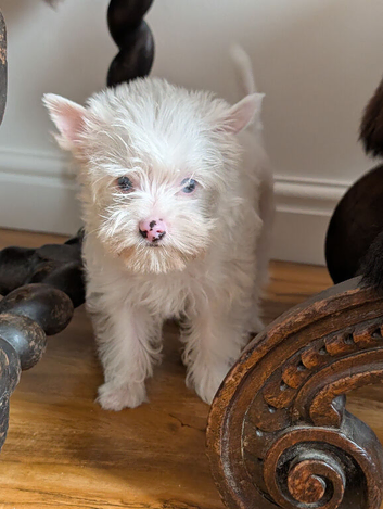 White Yorkshire Terrier Boy & Girl