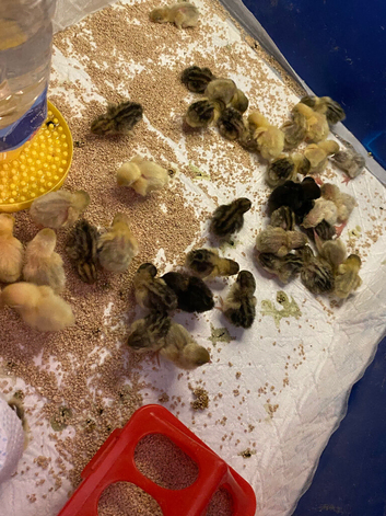 Button quail/japanese painted