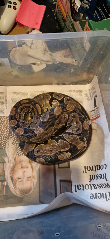 Het pied female