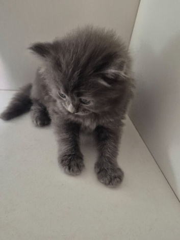 Main coon x mixed breed