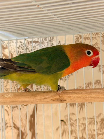 DNA&rsquo;d Females lovebirds for sale.