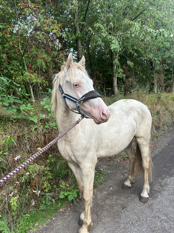 Nice flashy gelding