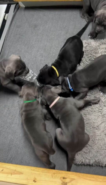 Massive Bloodline Cane Corso Puppies