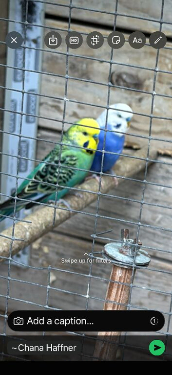 Semi tame baby budgies for sale