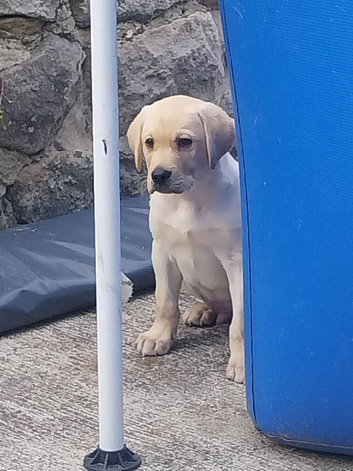 Labrador  boy puppies