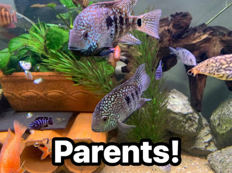 Texas cichlids