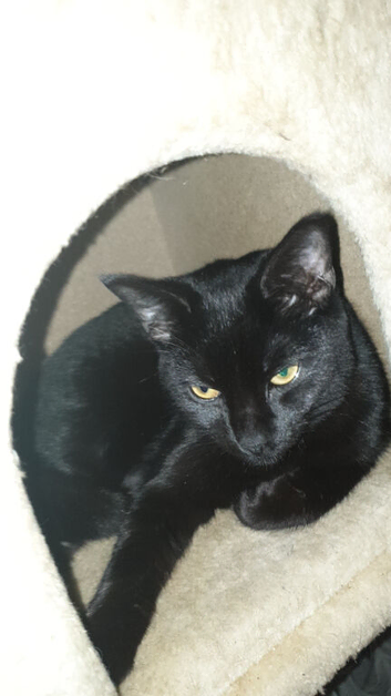 Young cat