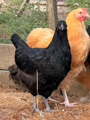 Hybrid chickens for sale