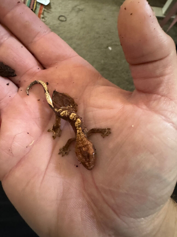 Crested gecko flame