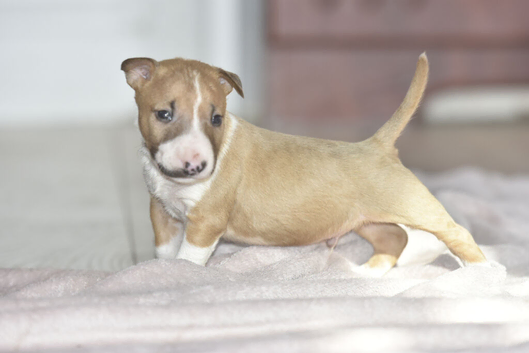 Excellent miniature bull terrier puppies