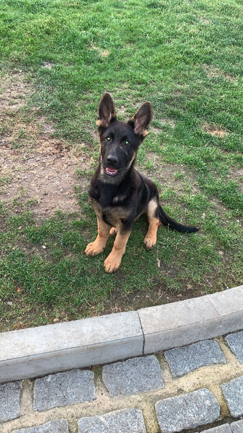 Blue German Shepherd puppies