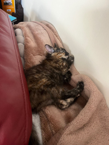 3 female kittens