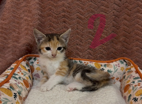 Beautiful kittens ready for loving homes
