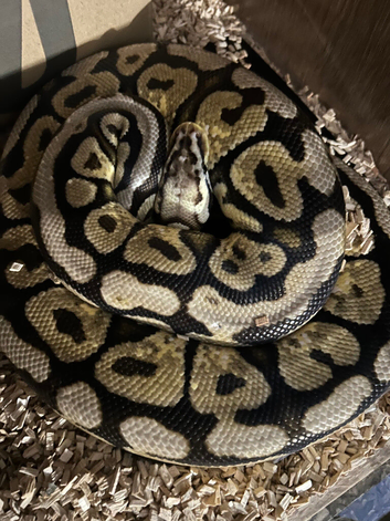 Female Royal Python for sale - adult