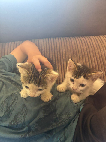 Beautiful kittens ready now