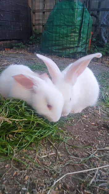 3 albino continental x rabbits In Liverpool