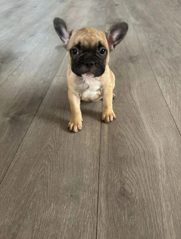 french bulldog ready for a loving home