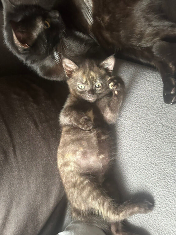 Kitten