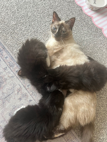 3 beautiful half Siamese kitten