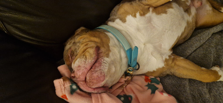 5 year old pocket bully