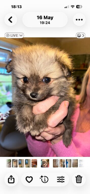 Pomeranian boy 7 months old