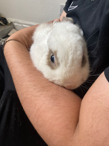 Female rabbit
