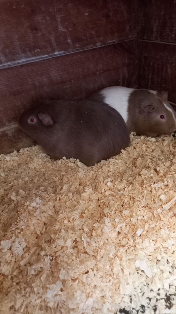 Male Guinea Pigs for sale