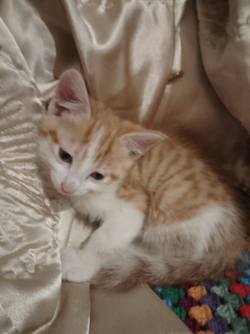 4 kittens beautiful looking