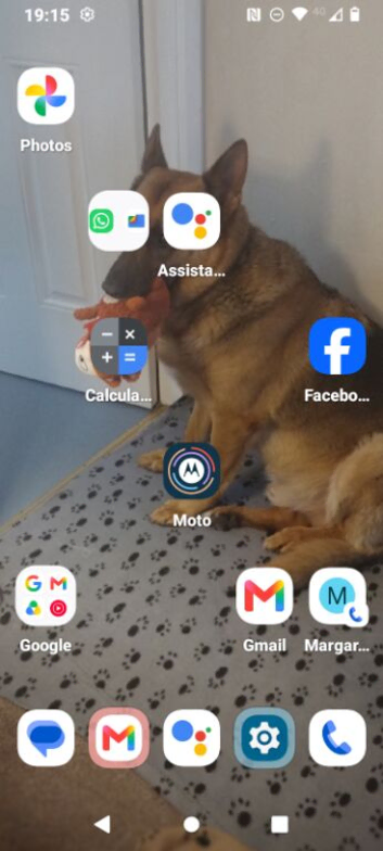 Looking for a German Shepherd or cross in Dorset