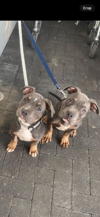 pocket bullies