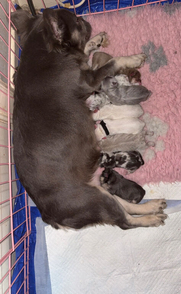 French bulldog puppies