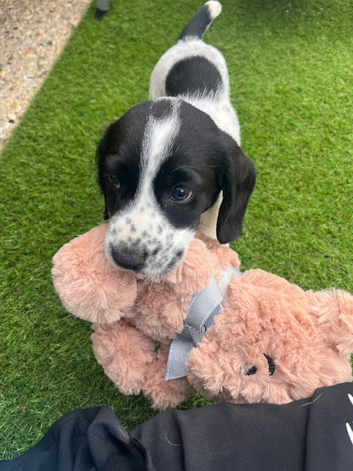 Spanile beagle