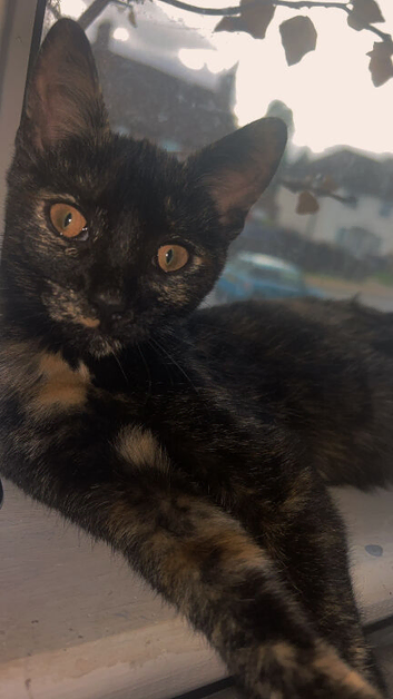 URGENT* Kitten for rehoming