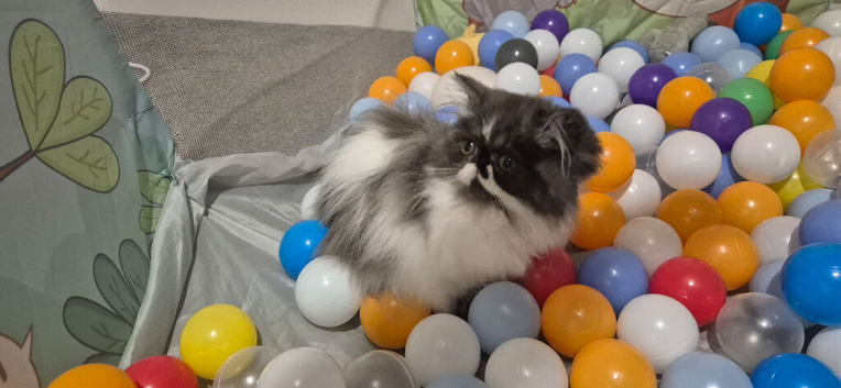 Beautiful & Loving Persian Kittens Looking for Forever Homes