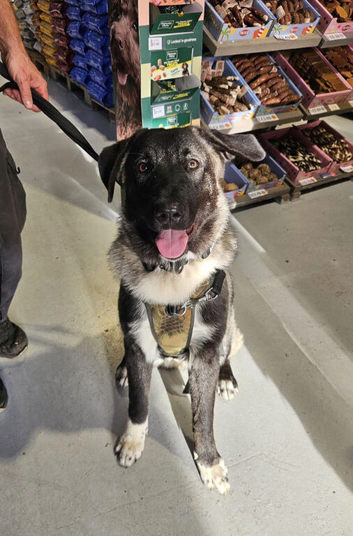 Caucasian Shepard cross 8 month old girl