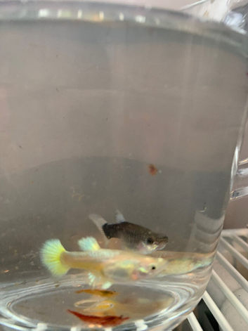 Guppies
