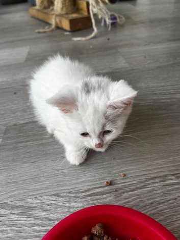 2 female white  kitten ready  for new homes