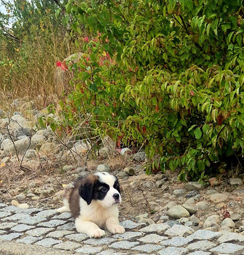 Beautiful Saint Bernard puppies