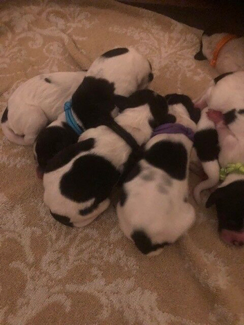 english springer spaniels black and white