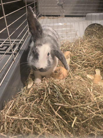 Lionhead lop kits