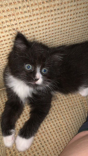 Two kittens