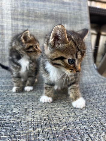 Beautiful kittens