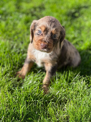 MERLE COCKER SPANIELS!!