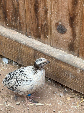 Male Coturnix Quail