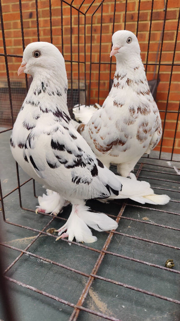 2 female west of england pigeon's for sale