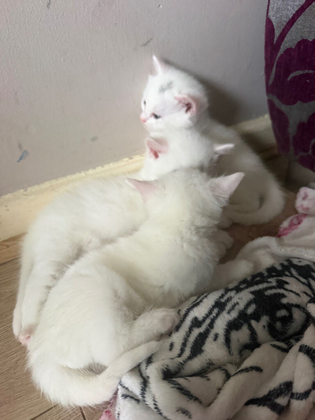 Kittens for sale