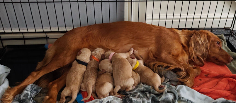 Beautiful Cockapoo Puppies